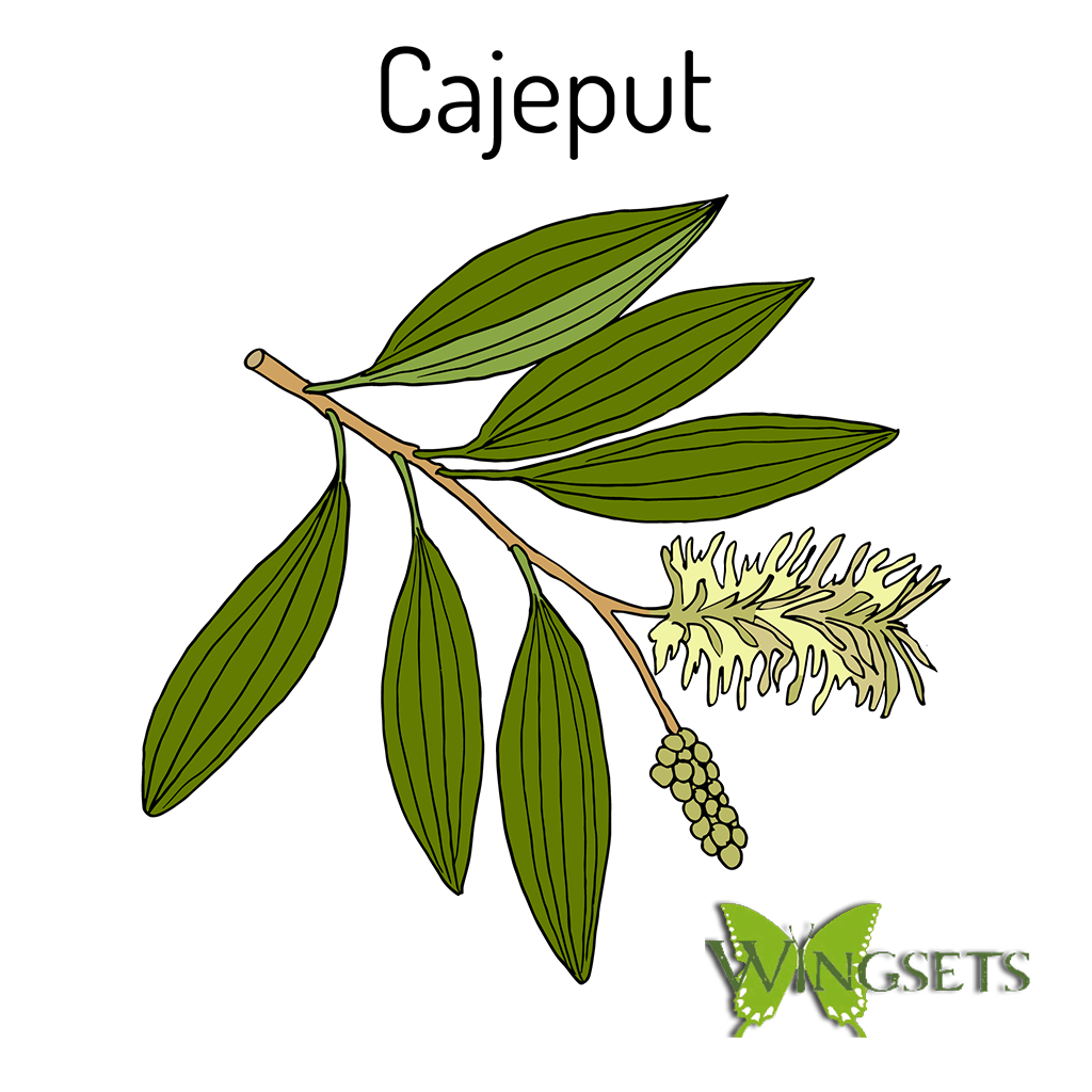 Melaleuca leucadendron essential oil, cajeput essential, steam distilled from organic leaves