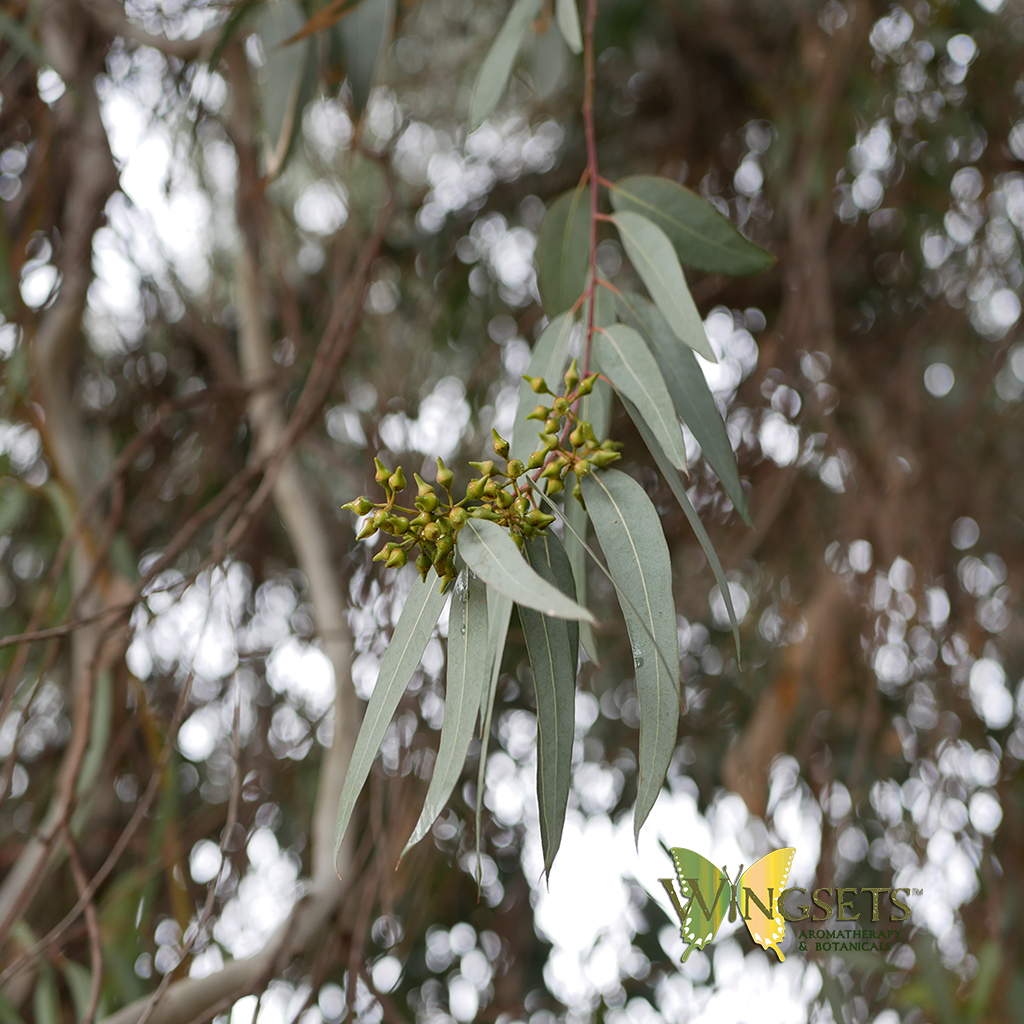 Leaves in spring from eucalyhptus blue mallee, polybractea, tree. Steam distilled for essential oil of eucalyptus polybractea, pure, natural, aromatherapeutic, organic.