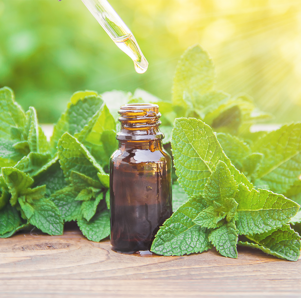 peppermint plant and leaves used to distill peppermint USA essential oil, ethically farmed, aromatherapeutic