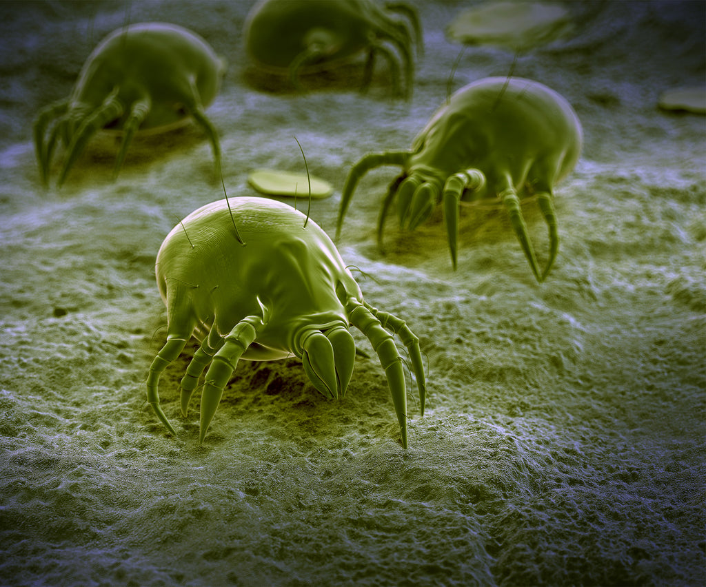 HOW TO GET RID OF DUST MITES AND WHY YOU WANT TO!