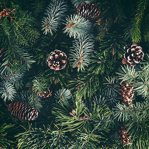 fir needles, pine needles, pine cones, evergreen branches