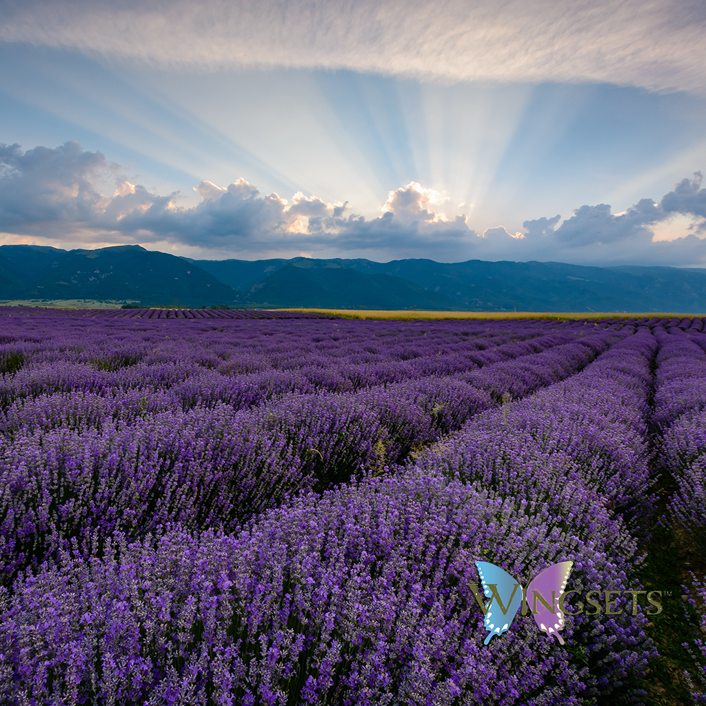 Bulgarian lavender essential oil, organic, steam distilled from the organic flowers, Bulgaria, undiluted, unadulterated, pure and natural, aromatherapeutic, GC/MS tested essential oils, Clinical aromatherapist, Wingsets Aromatherapy and Botanicals