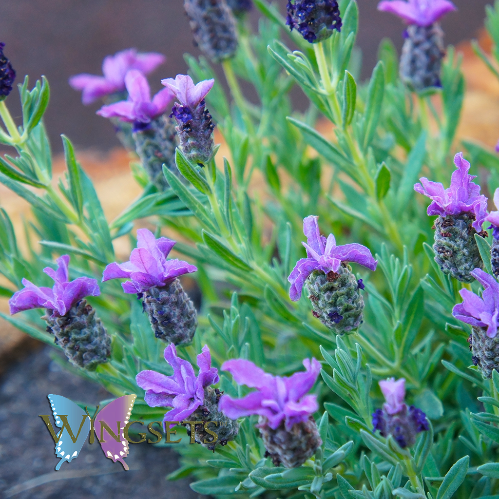 Lavender, High Altitude Bulgarian (Lavandula angustifolia), Organic Es –  Wingsets