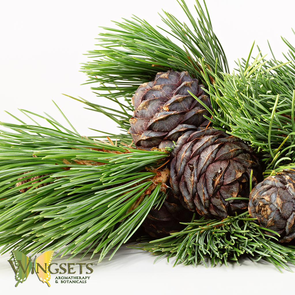 Fir, Siberian (Oleum abies siberica) Essential Oil