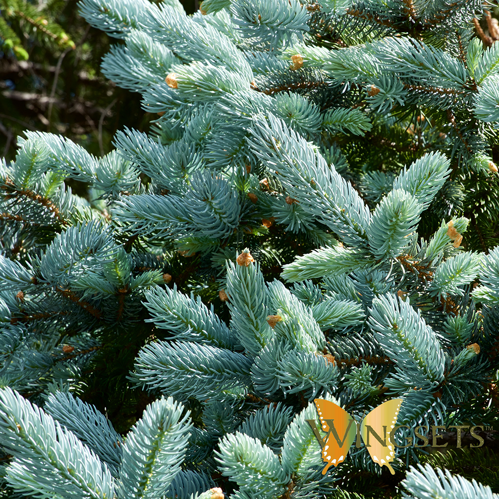 Fir Needle, Silver (Abies alba) – Wildcrafted essential oil
