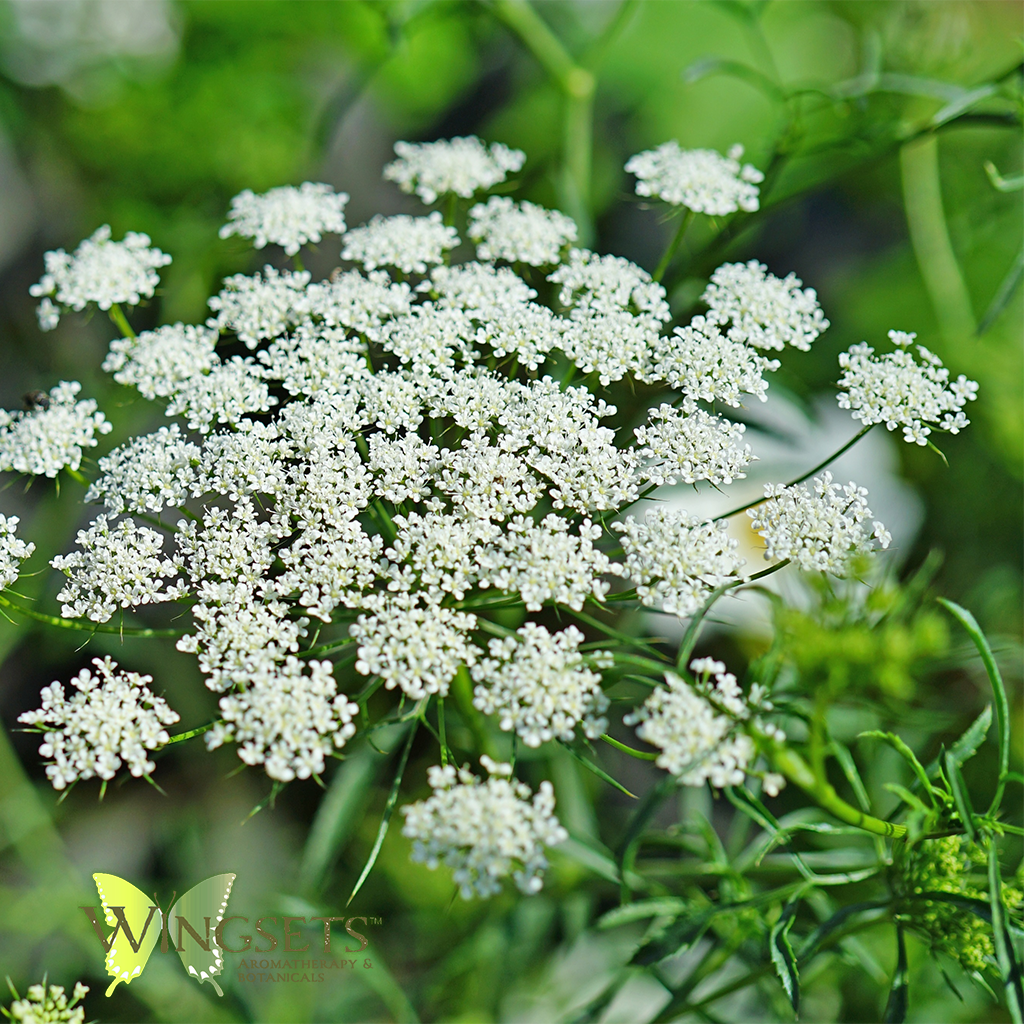 wild carrot, Daucus carota essential oils from the steam distilled flowers, aerial, Queen Anne's Lace