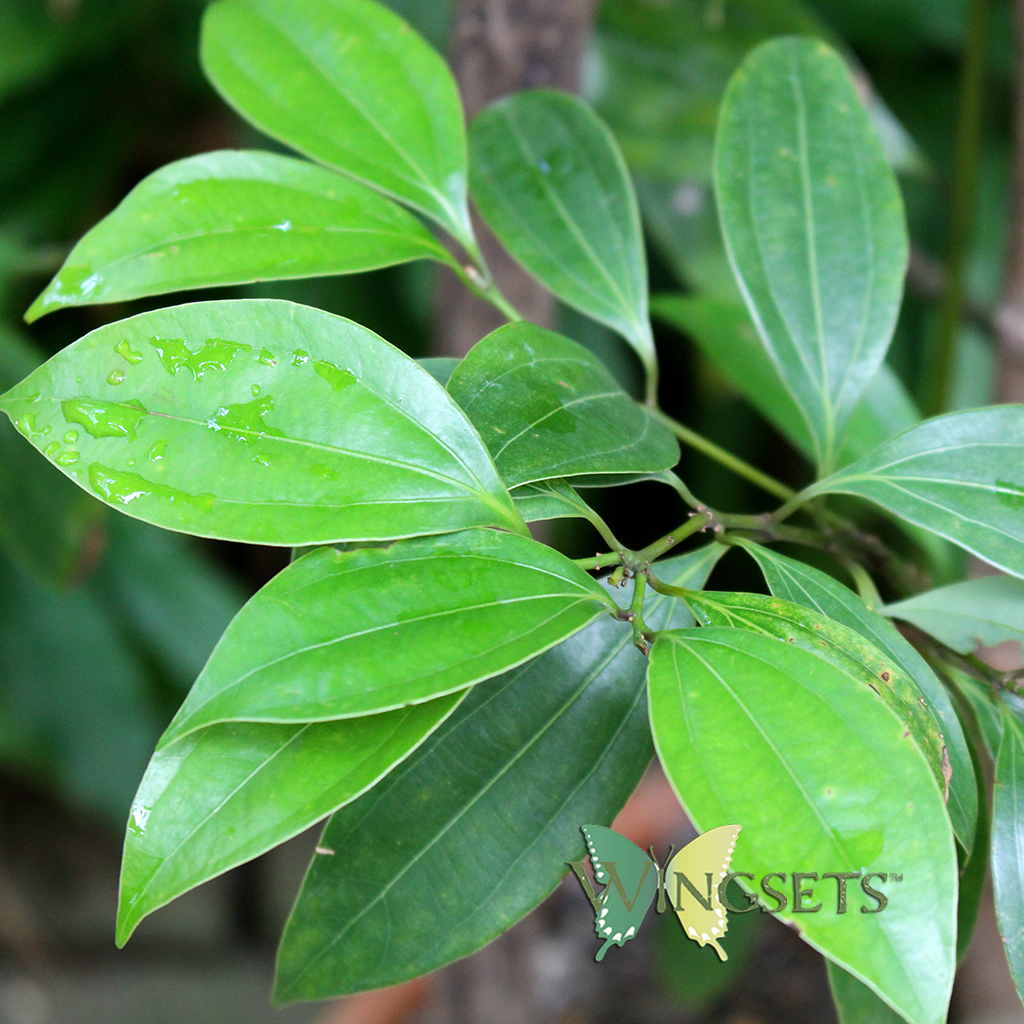 cinnamon leaf for steam distilled cinnamon leaf essential oil, Cinnamomum zeylanicum