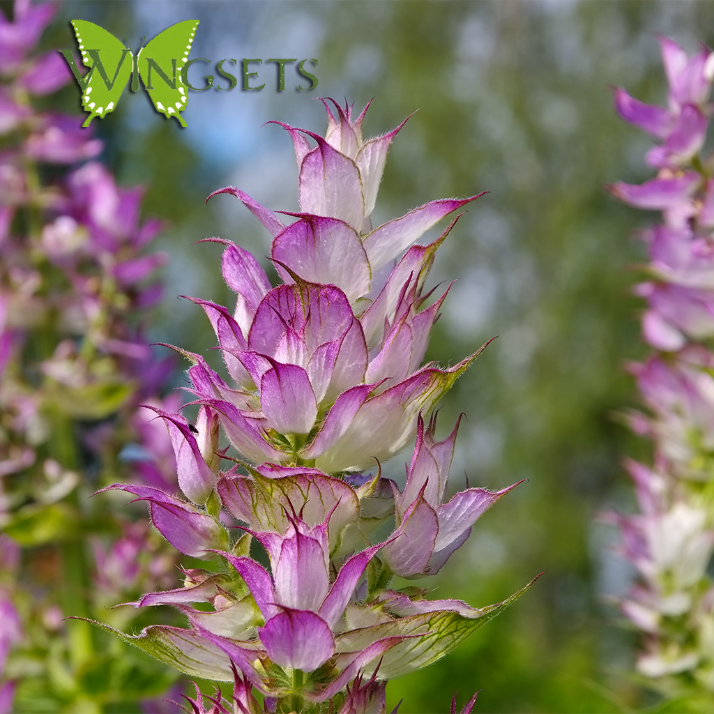 clary sage, Salvia sclarea plant for essential oil, steam distillation, organic