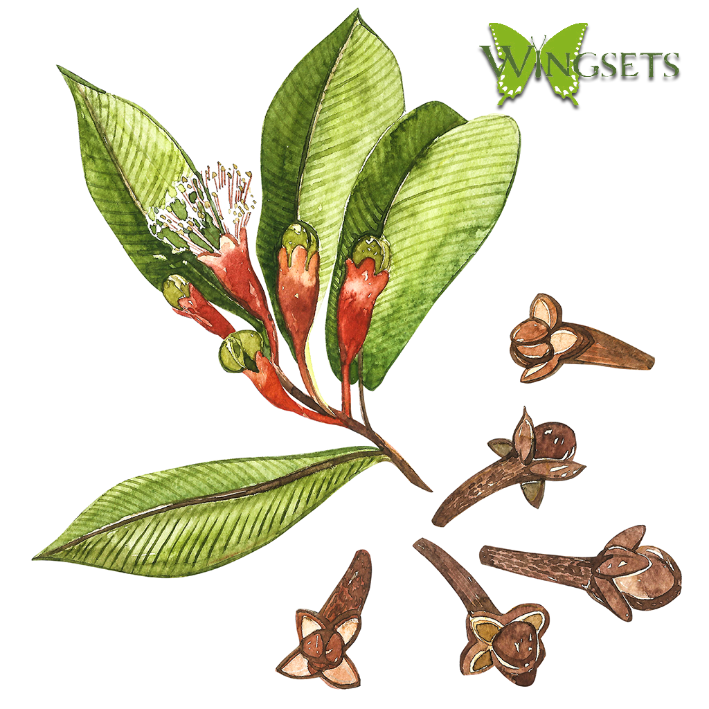 clove leaf, flowers and buds for essential oil, steam distillation, organic buds, Eugenia caryophyllata