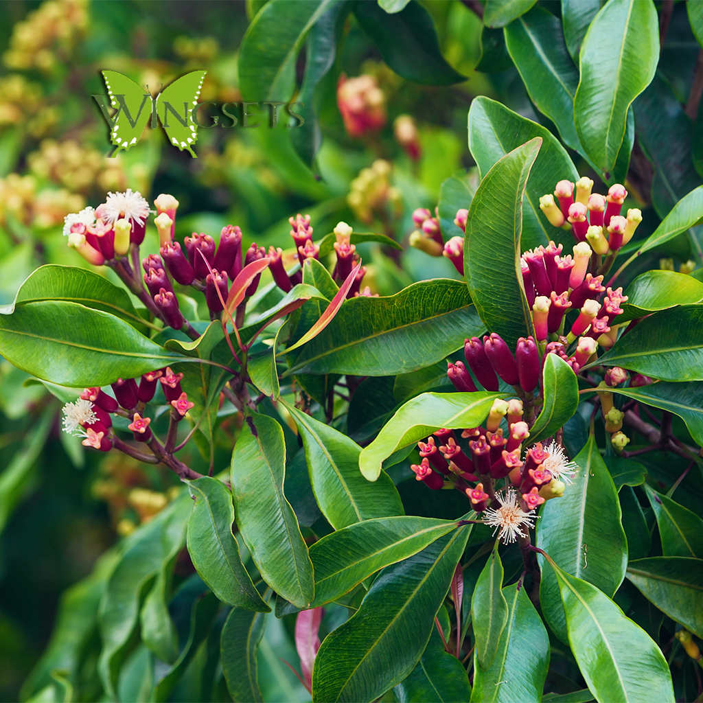 clove leaf and flowers for essential oil, steam distilled from leaves, Eugenia caryophyllata