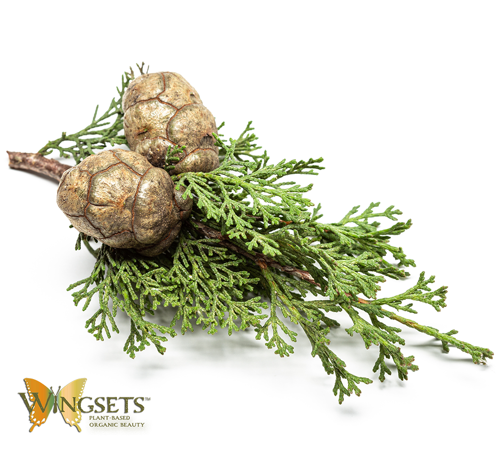 Cypress Leaf (Cupressus sempervirens) Essential Oil