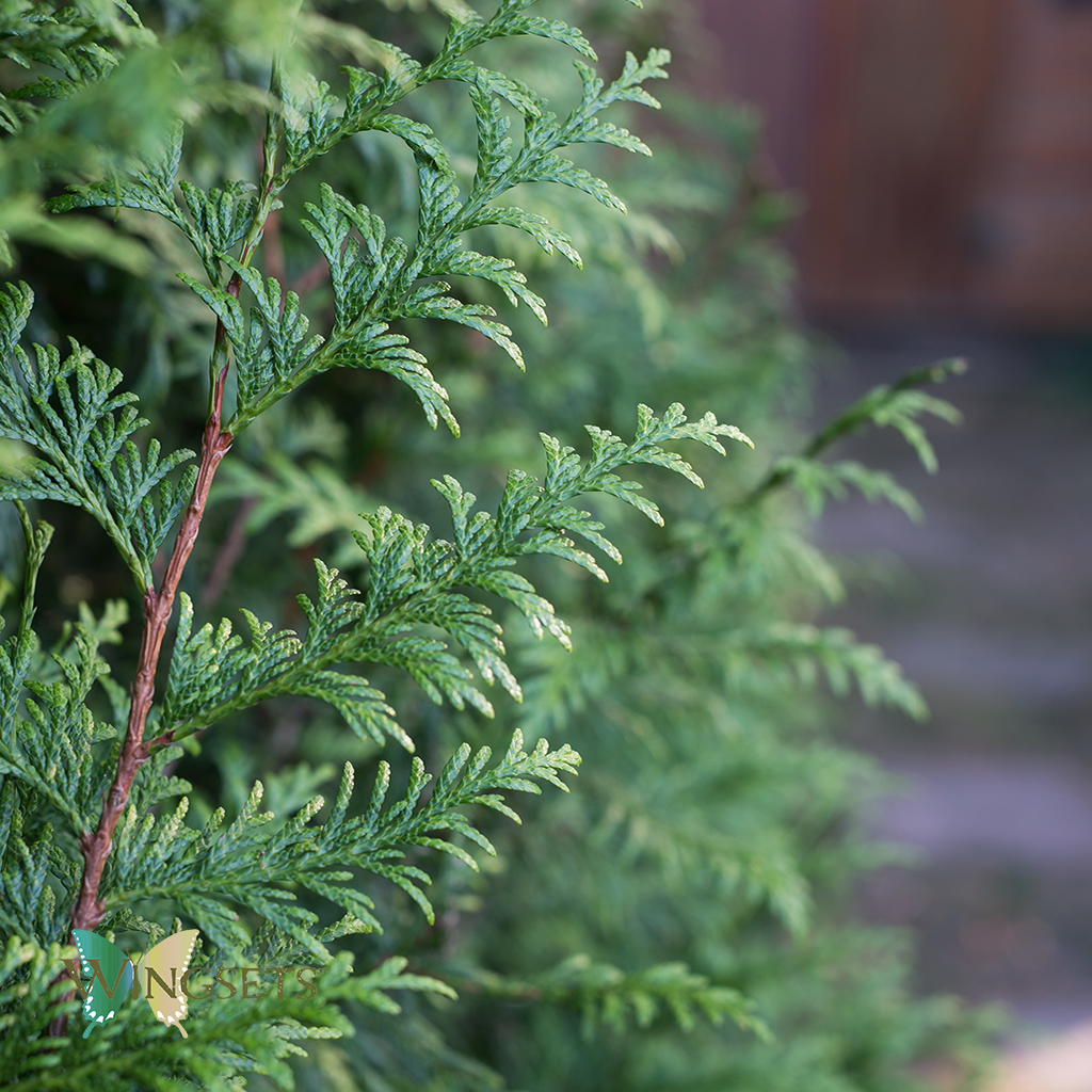 Cypress twigs, branches used for steam distillation of pure, unadulterated essential oil of Cypress, Cupressus semperivirens, natural, GC/MS tested essential oil