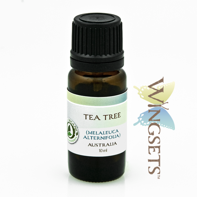 Tea Tree essential oil, Melaleuca alternifolia, organic from Australia, therapeutic