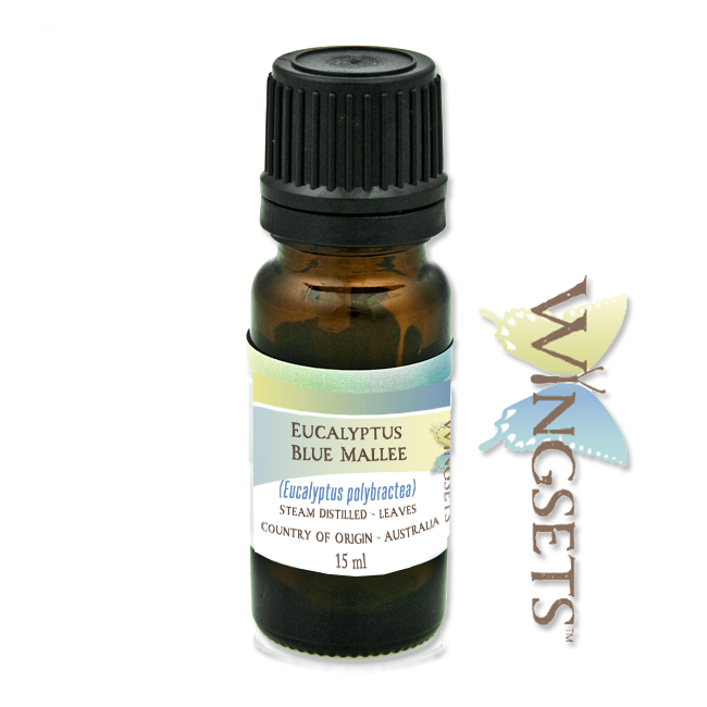 essential oil of eucalyptus blue mallee, polybractea, from Australia, pure, unadulterated, natural, GC/MS tested, steam distilled from leaves, organic 