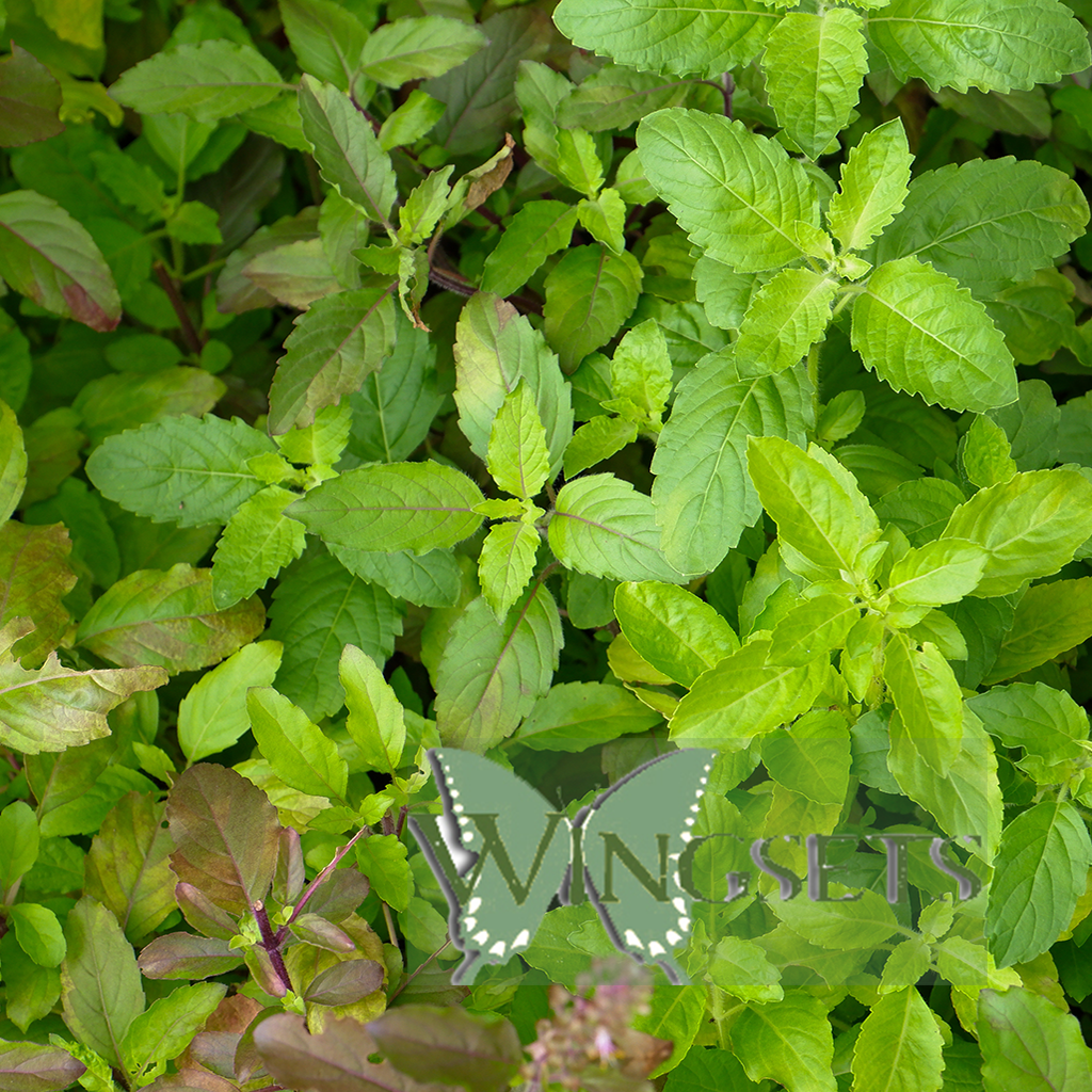 Holy Basil Essential Oil (Ocimum sanctum)