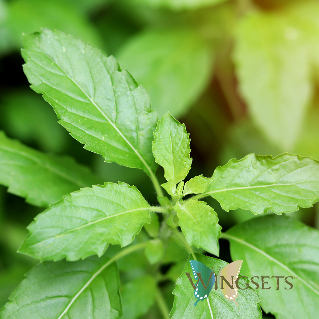 Holy Basil Essential Oil (Ocimum sanctum)