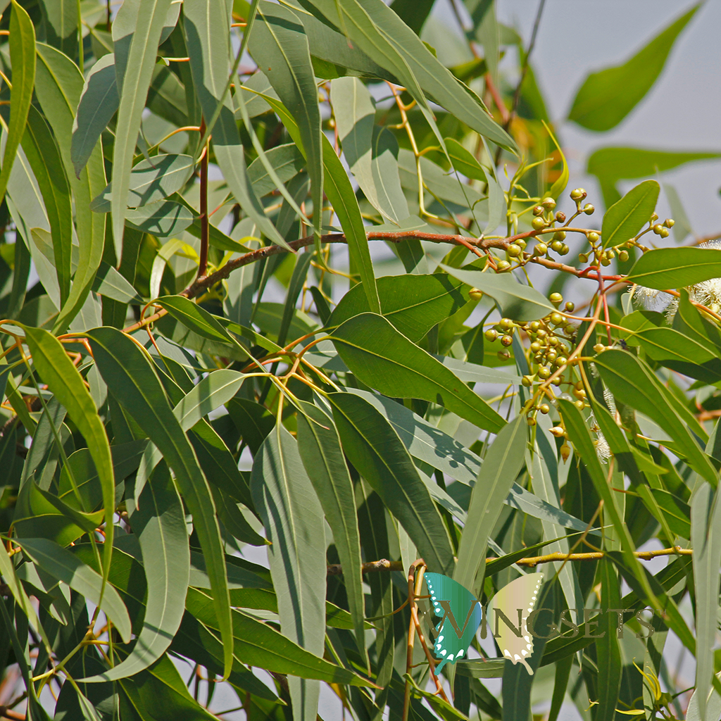 Lemon eucalyptus leaves used to distill lemon eucalyptus essential oil,  eucalyptus citriodora, pure unadulterated, natural, GC/MS tested essential oil from Australia