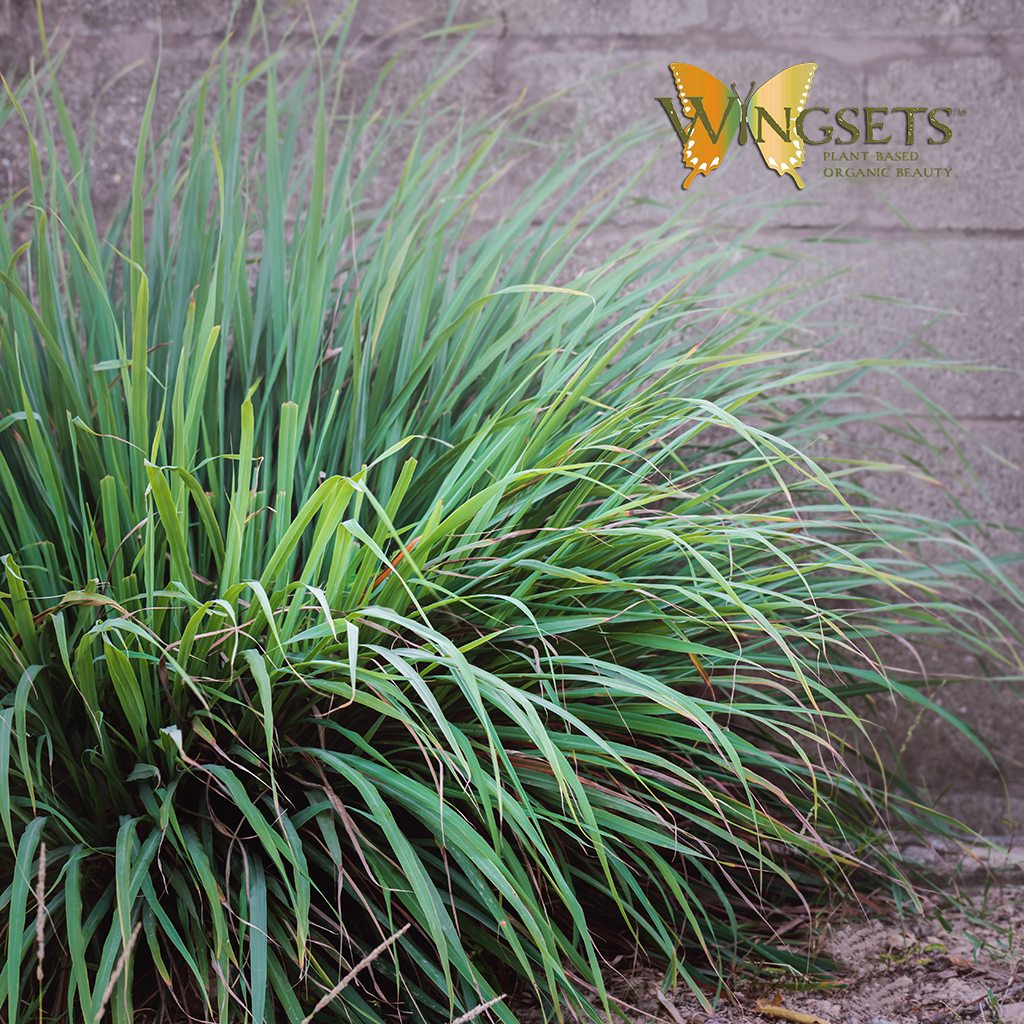 Lemongrass essential oil, organic, Cymbopogon citratus, hydrodiffused, Haiti, aromatherapeutic, from organic grass, Wingsets Aromatherapy, pure, undiluted, GC/MS tested essential oils