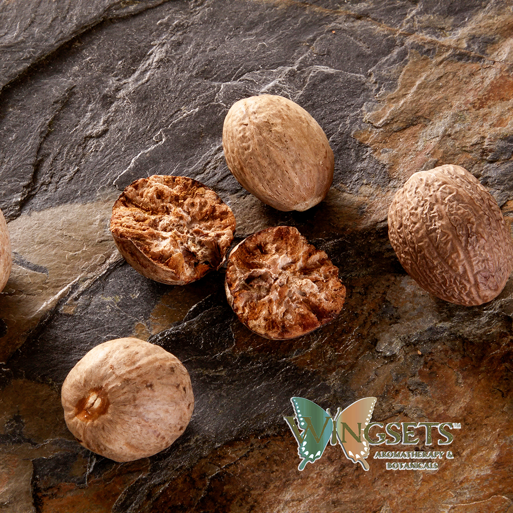 Nutmeg essential oil, Myristica fragrans, from Indonesia, pure, unadulterated, undiluted, steam distilled, Wingsets Aromatherapy and Botanicals