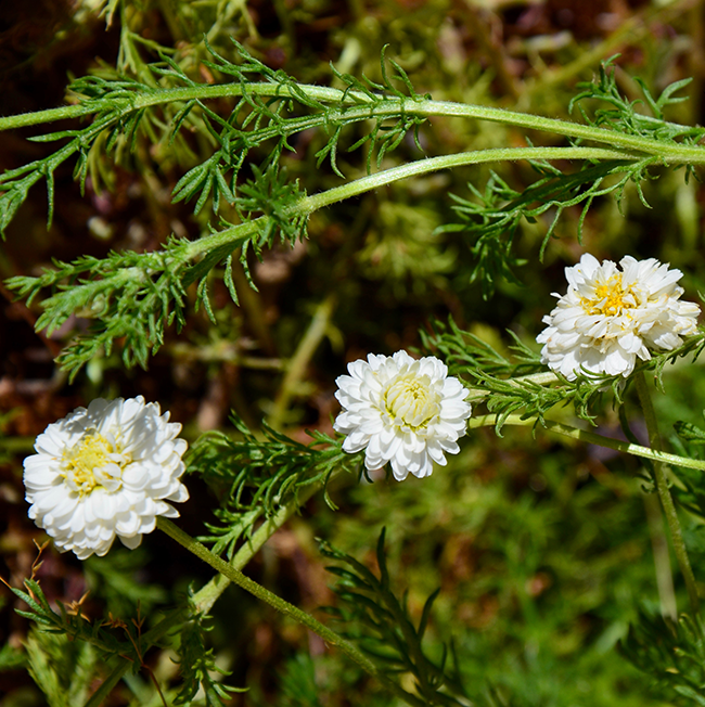 Chamomile, Roman essential oil (Anthemis nobilis)